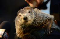 <p>Punxsutawney Phil greets reporters at Gobbler’s Knob on the 132nd Groundhog Day in Punxsutawney, Pa., Feb. 2, 2018. (Photo: Alan Freed/Reuters) </p>