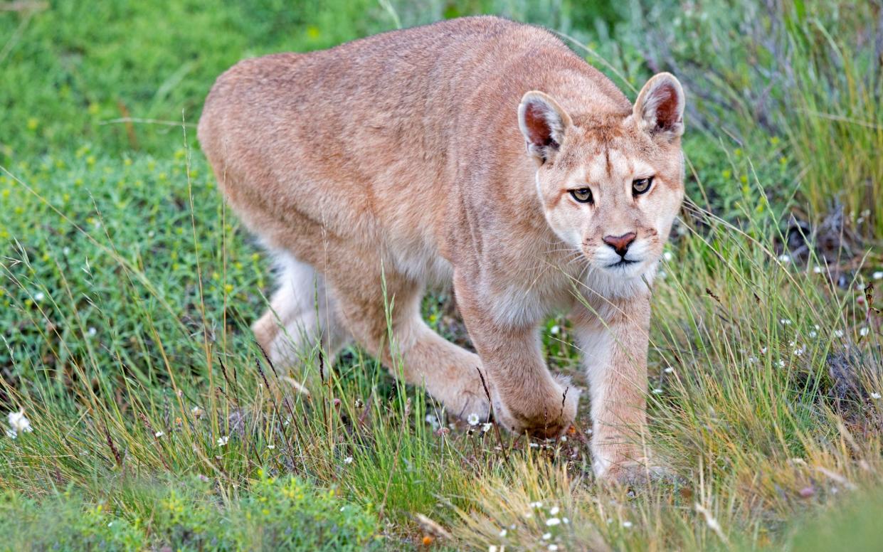 Cougar attacks on humans are uncommon, with most mountain lions focusing on deer