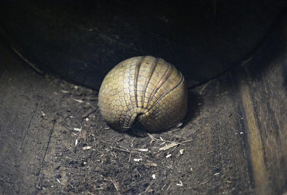 An armadillo curls up to rest in the new "Americas" exhibit at the Great Plains Zoo on Wednesday, June 15, 2022, in Sioux Falls.