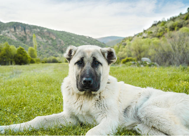 20 Big Dog Breeds That Are Basically Giant Teddy Bears – PureWow