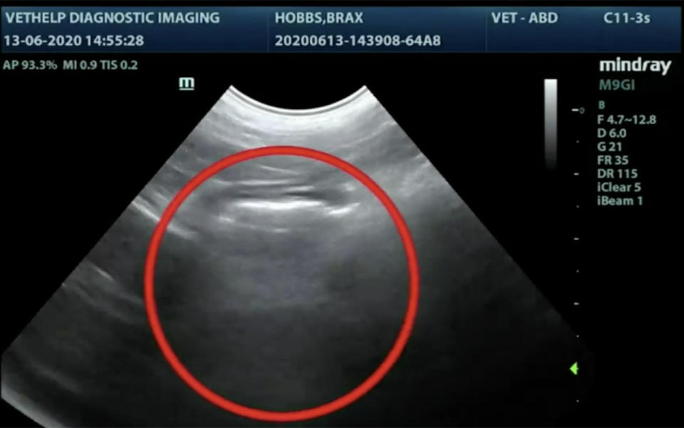 An x-ray of Brax's stomach reveals the tennis ball. Source: 9News