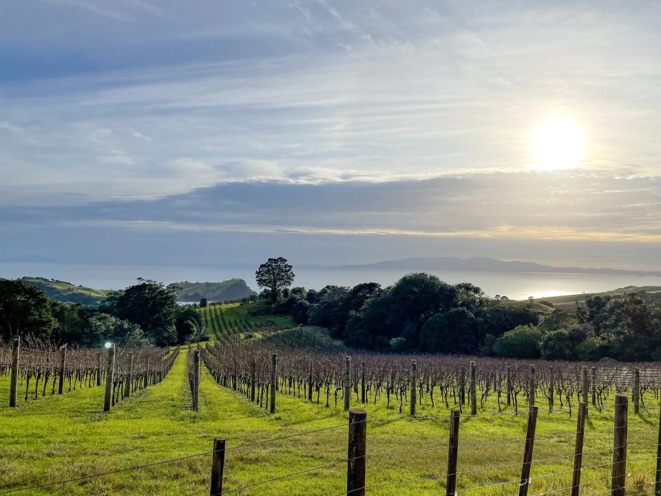 Vineyards near the Fort Stony Batter.