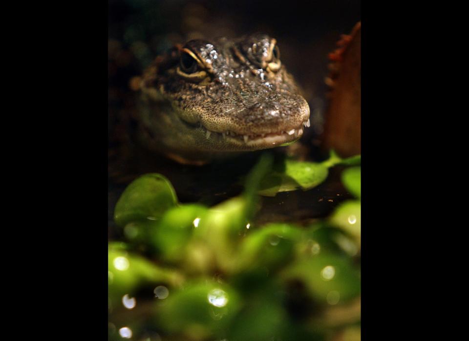 A 75-year-old man in Lake Wales, FL was <a href="http://www.huffingtonpost.com/2012/05/09/gator-attacks-kayak-thomas-swiader-fisherman_n_1504241.html" target="_hplink">pulled into a pond while playing at a golf course</a>. He survived the attack.