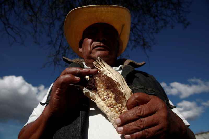 Porfirio García muestra un maíz podrido en un campo de maíz en Tepeteopan, estado de Puebla, México