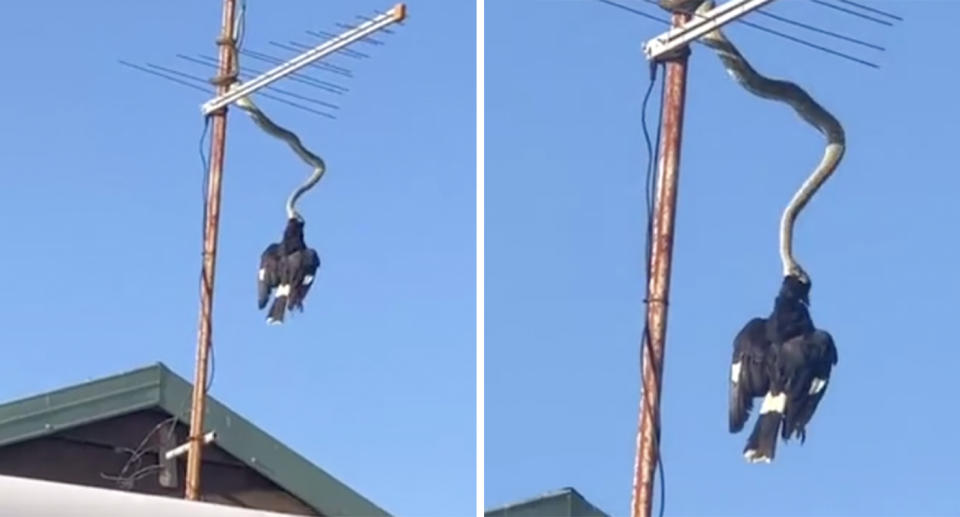 A python hangs from an antenna to eat a currawong on the roof of a home in Kingscliff, NSW. Source: Cathy Gall/Facebook