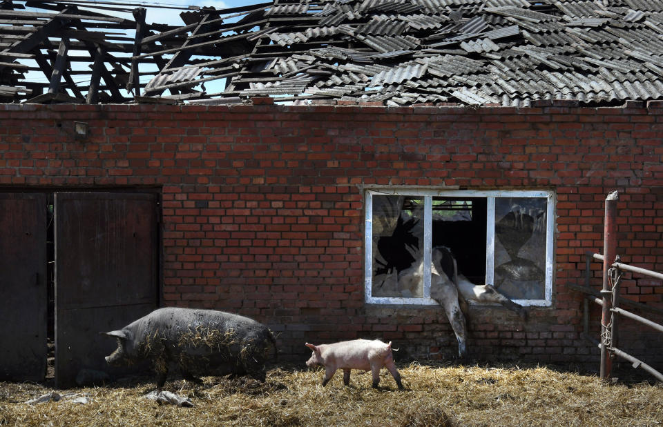 A farm in Vilkhivka, Ukraine, pictured on May 14, lost 80 cows and 30 pigs during two months of Russian artillery shelling and occupation.<span class="copyright">Carol Guzy—ZUMA</span>