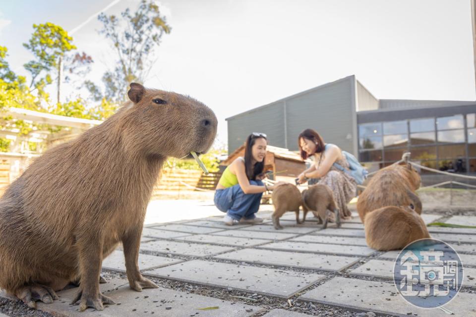 「鹿境梅花鹿生態園區」推出全新的水豚園區，讓遊客能和水豚近距離接觸。