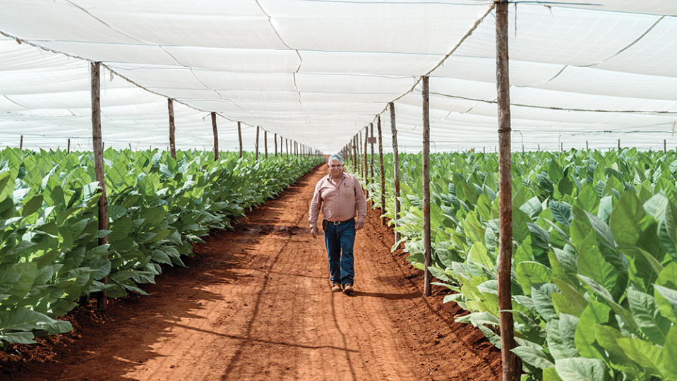 President of UBPC Felipe Herrera Acea, walking a plantation in Pinar del Río.