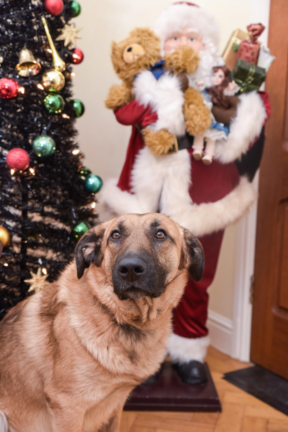 <em>Mickey had a close call after snaffling a mince pie, which are poisonous to dogs (Picture: Michael Scott/Caters News)</em>