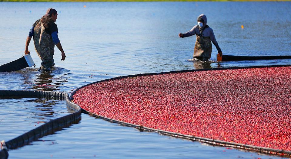 Cranberries are harvested at the Federal Furnace Cranberry Co. in Carver on Friday, Oct. 7, 2022.
