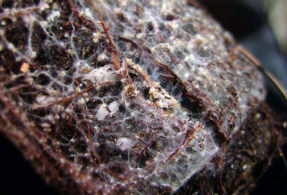 Algunos hongos parecen frágiles telas de araña, pero estos diminutos tubos actúan como superautopistas subterráneas. <a href="https://commons.wikimedia.org/wiki/File:Mycorhizes-01.jpg" rel="nofollow noopener" target="_blank" data-ylk="slk:André-Ph. D. Picard;elm:context_link;itc:0;sec:content-canvas" class="link ">André-Ph. D. Picard</a>, <a href="http://creativecommons.org/licenses/by-sa/4.0/" rel="nofollow noopener" target="_blank" data-ylk="slk:CC BY-SA;elm:context_link;itc:0;sec:content-canvas" class="link ">CC BY-SA</a>