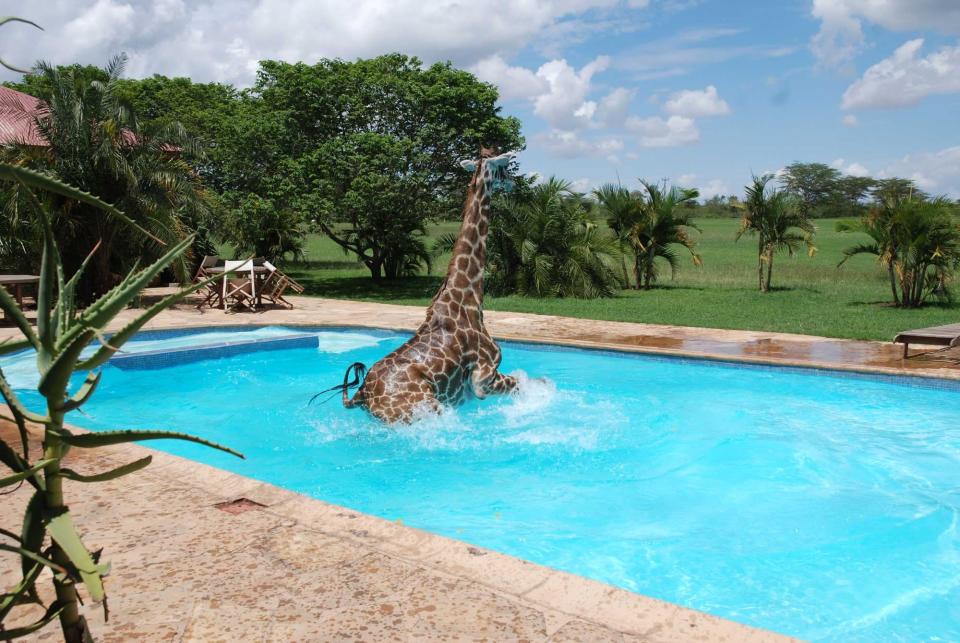 Fancy a dip? This cheeky giraffe takes a dip in a swimming pool in Tanzania to cool off from the hot weather. Workers at the Kilimanjaro Golf and Wildlife Estate said the giraffe thinks he's a cross between a guest and a horse and is often up to mischief trying to play football, polo and taking a dip in the swimming pool (Caters)