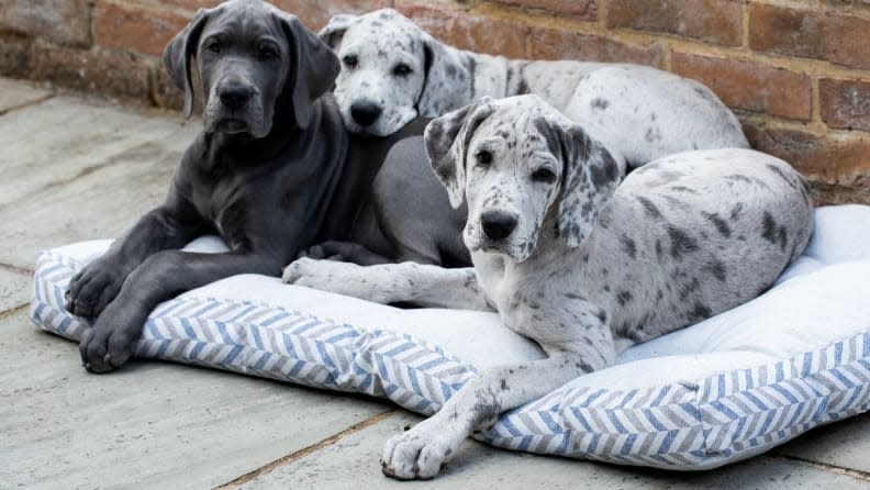 The bed is  almost  as cute as the puppies laying on it.