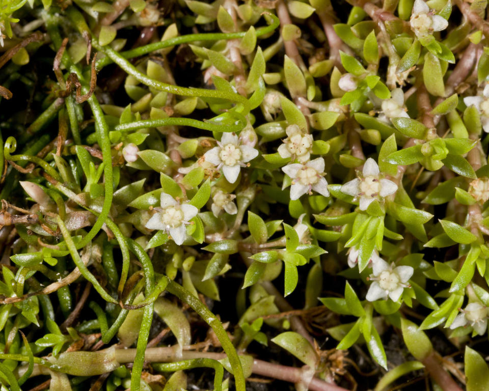 4. New Zealand Pygmyweed (Crassula helmsii)