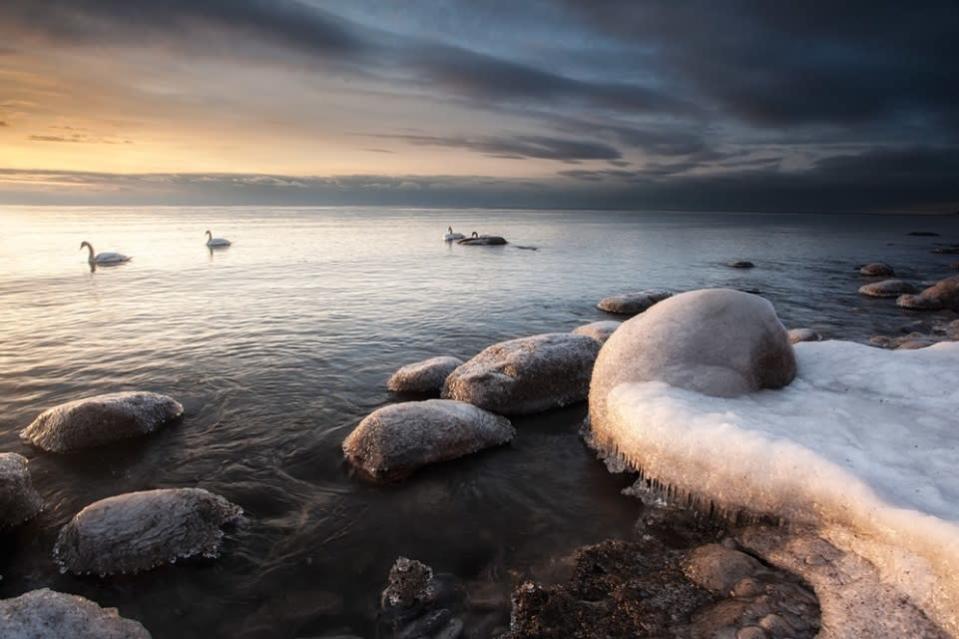 <p>A small group of swans take to the water on Lake Ontario, with a stunning pale sunset in the background (Tim Corbin).</p>