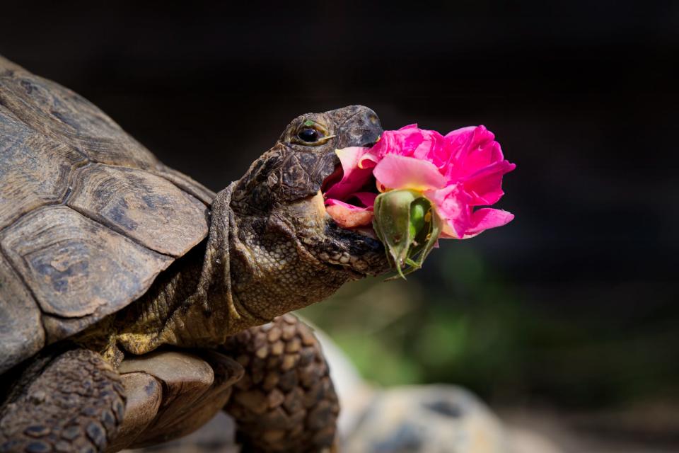 A tortoise holds a flower in its mouth