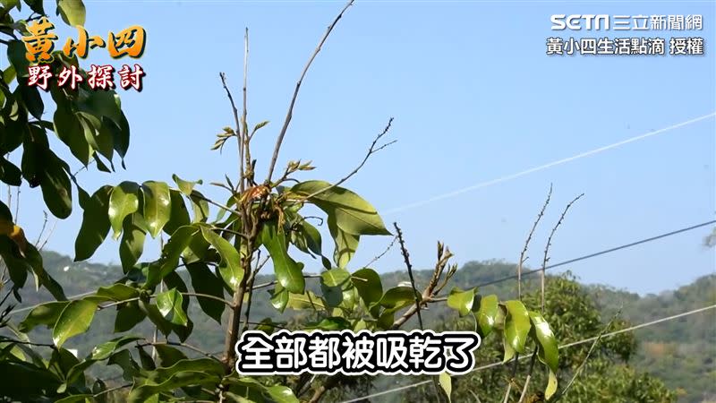 果樹遭到寄生後會出現花穗、幼果枯萎的現象，嚴重時甚至可能造成整棵樹枯死。（圖／黃小四生活點滴 授權）