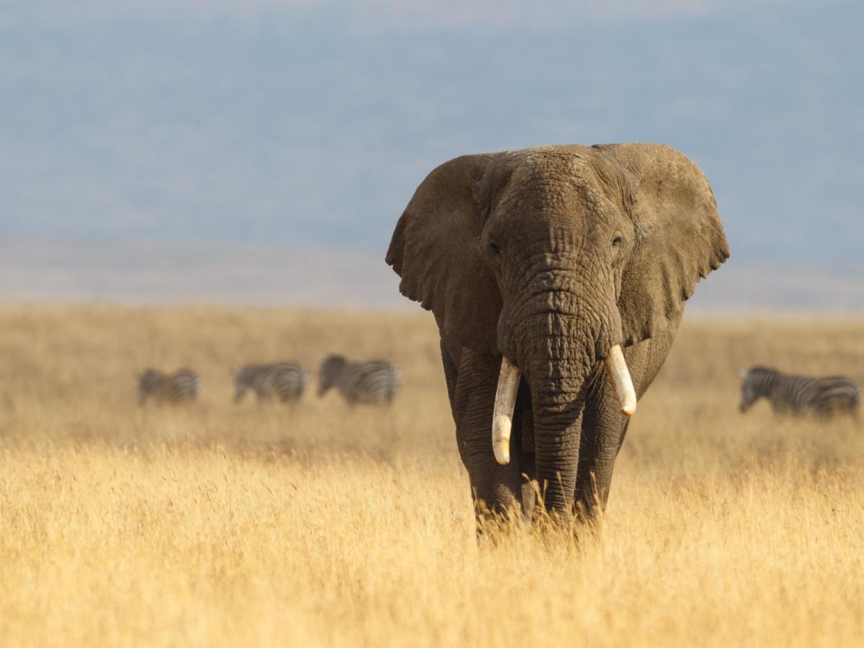 The culling of elephants in Africa was banned in 1995 but reintroduced in 2008 following a population boom: Getty Images/iStockphoto