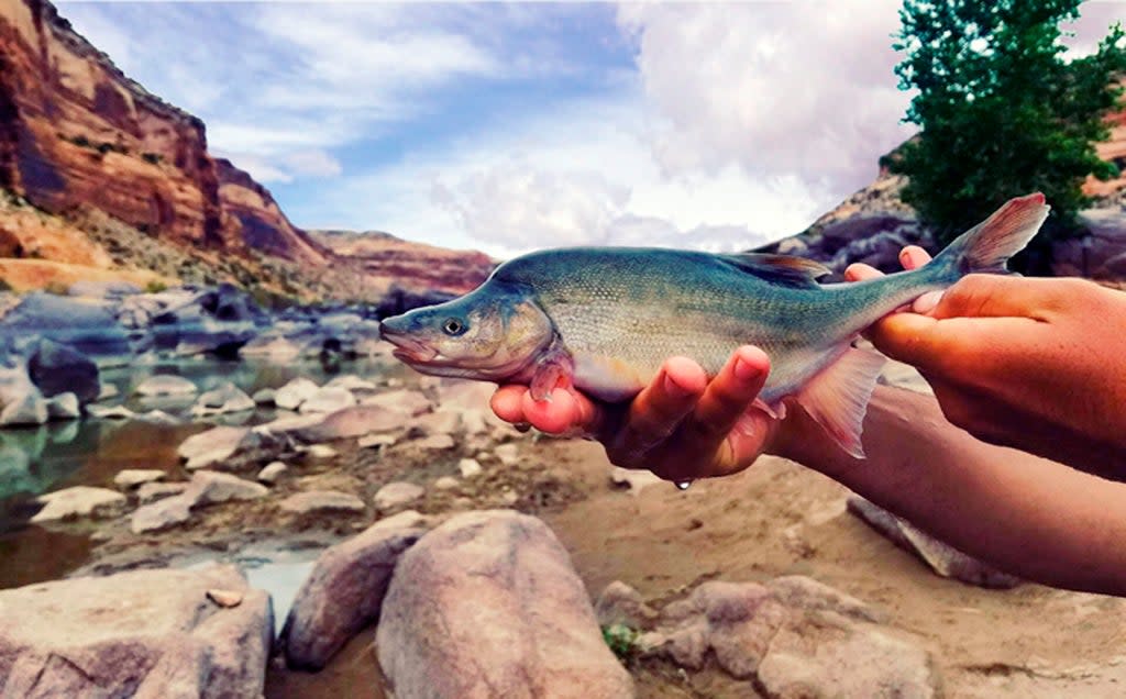 Colorado River-Endangered Fish (U.S. Fish and Wildlife Service)