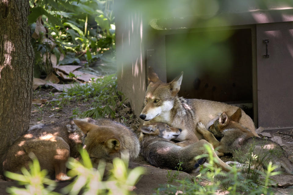 A family of red wolves, from right, 3-month-old pups, Sentinel and Sabine; their mother, Brave, 7, and their father, Diego, 8, lie in their enclosure at the Roger Williams Park Zoo in Providence, R.I., Friday, July 7, 2023. Thanks to a network of breeding facilities like this one, there is little danger of the species going extinct. But the goal has always been a viable wild population. (AP Photo/David Goldman)