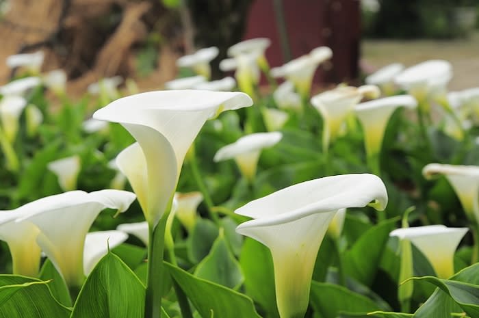 竹子湖海芋(Photo Credit: Sinchen.Lin@Flickr, License: CC BY 2.0，圖片來源：https://www.flickr.com/photos/24539319@N07/7041729403)