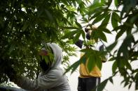 Ecuador's flower industry shifts toward hemp as rose sales wither, in Tabacundo