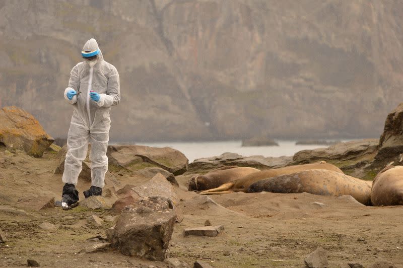 A researcher wearing a protective suit while collecting samples of wildlife, where the H5N1 bird flu virus was detected, at Chilean antarctic territory, Antarctica