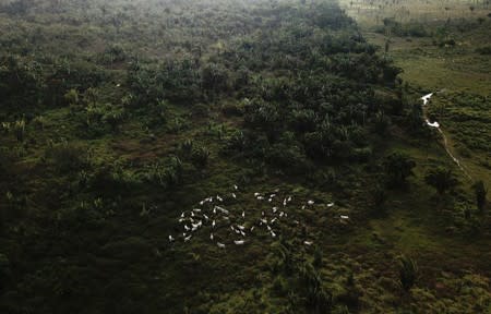 Cattle walk on a tract of Amazon rainforest that has been cleared by loggers and farmers near Virola-Jatoba PDS in Anapu