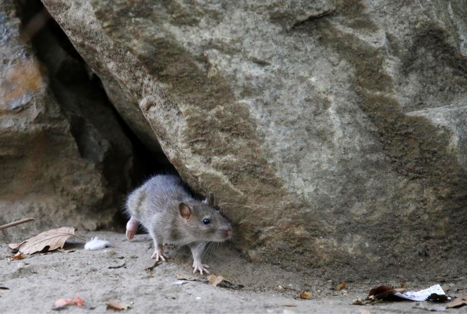 A rat leaves its burrow in a park in New York City in 2015.