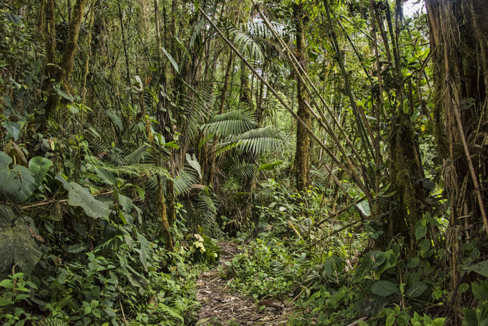 Dense rainforest