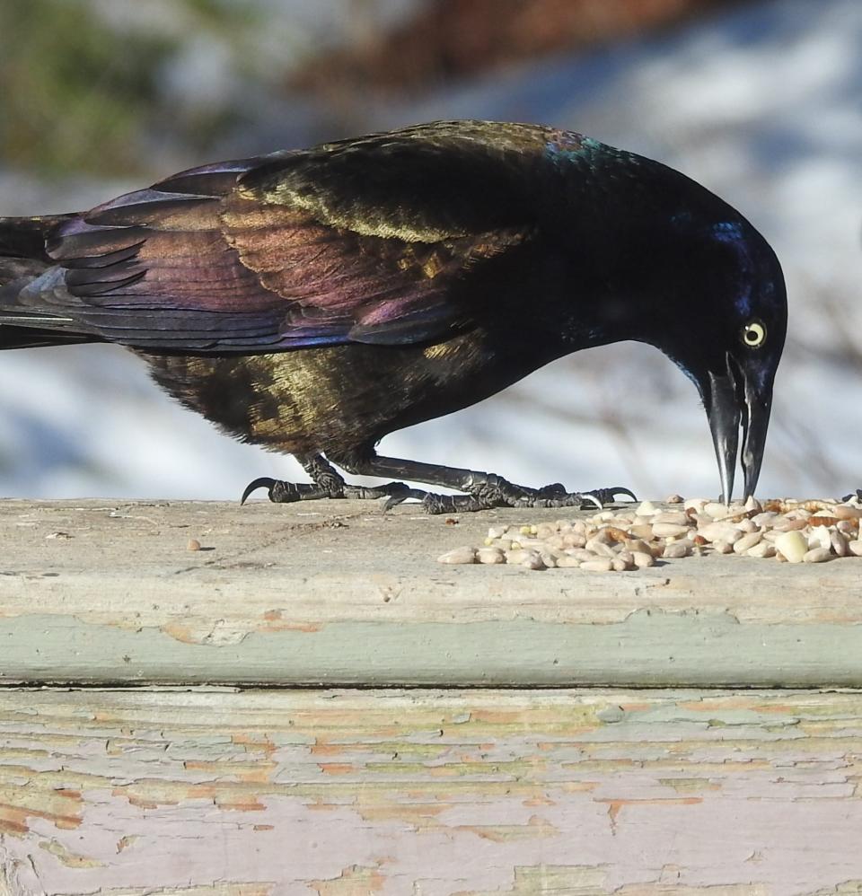 A side view of a grackle with a curved beak