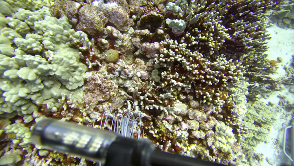 In this Sept. 13, 2019 image taken from video provided by Arizona State University's Center for Global Discovery and Conservation Science, ecologist Greg Asner dives over a coral reef in Papa Bay near Captain Cook, Hawaii. "Nearly every species that we monitor has at least some bleaching," Asner said. (Greg Asner/Arizona State University's Center for Global Discovery and Conservation Science via AP)