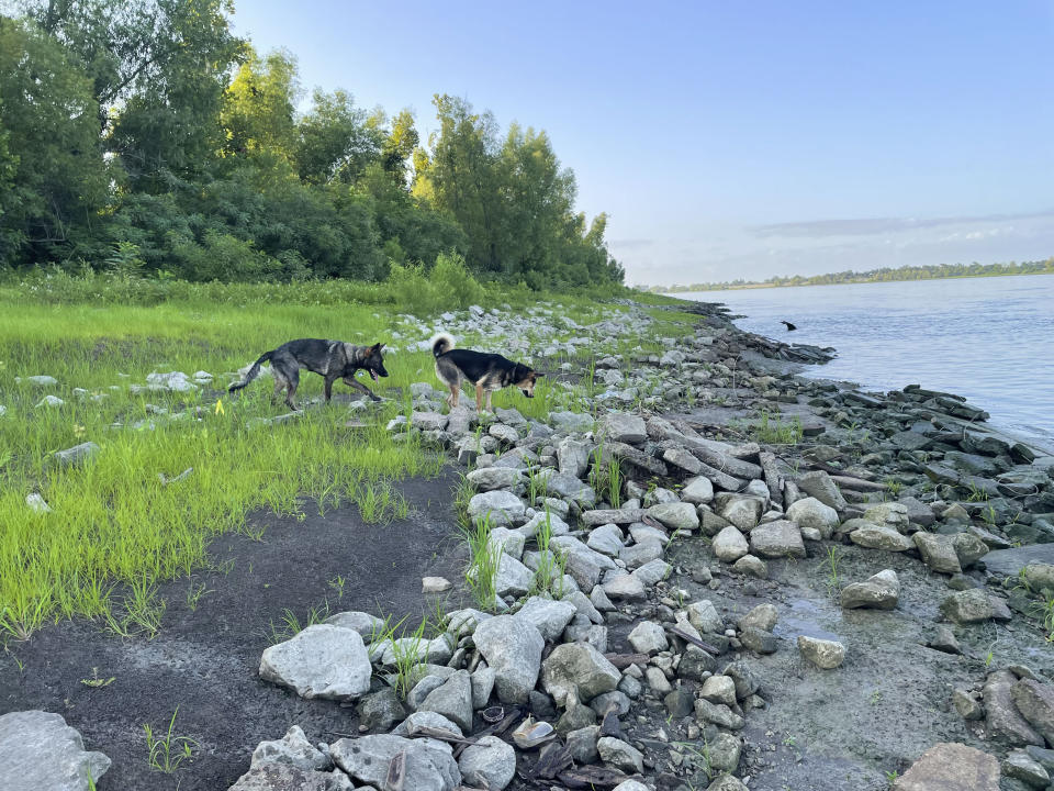 Two dogs walk on land along the shore of the Mississippi River.