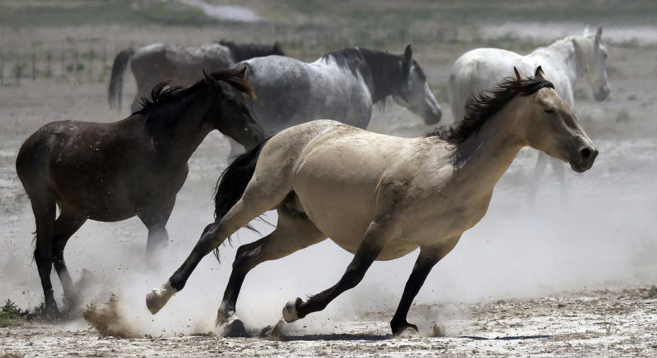 FILE - In this June 29, 2018, file photo, wild horses kick up dust as they run at a watering hole outside Salt Lake City. Acting U.S. Bureau of Land Management Director William Perry Pendley says it will take $5 billion and 15 years to get an overpopulation of wild horses under control on western federal lands. But he told reporters Wednesday, Oct, 23, 2019, several new developments have made him more optimistic than he's been in years about his agency's ability to eventually shrink the size of the herds from 88,000 to the 27,000 he says the range can sustain ecologically. (AP Photo/Rick Bowmer, File)