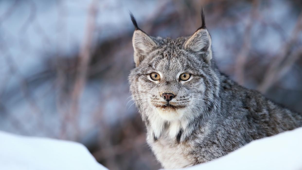  Closeup of a wild Canada Lynx. 