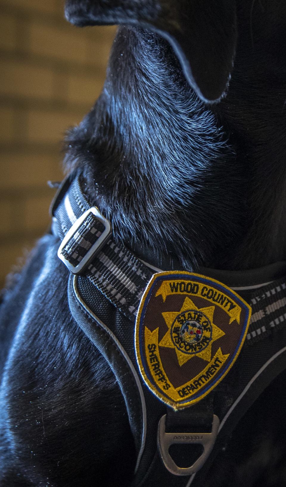 Lola, a 12-week-old black lab, shows off her Wood County Sheriff's Office badge on Feb. 15 at the Wood County Jail in Wisconsin Rapids.