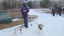 Martock hosts dozens of dogs, owners at weekend mushing jamboree