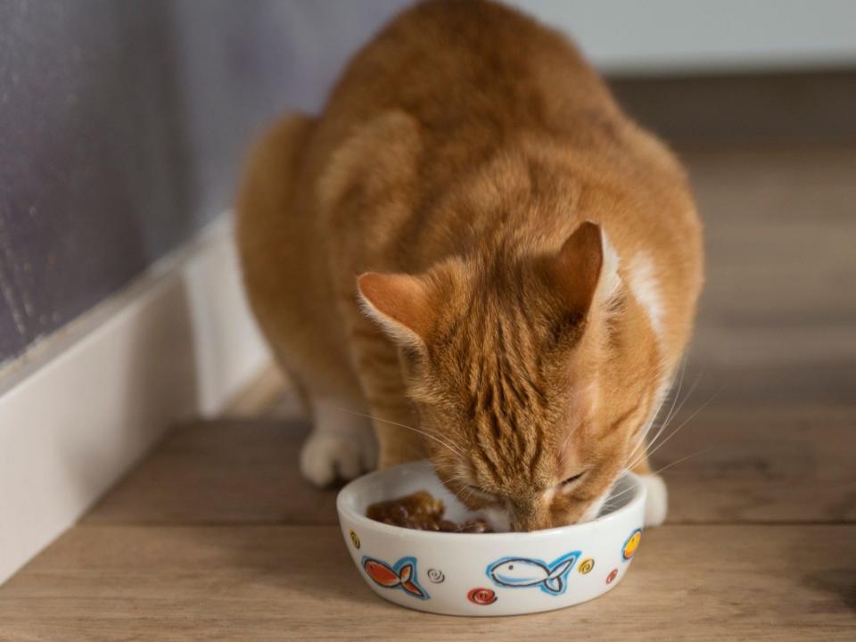 orange cat eating food bowl