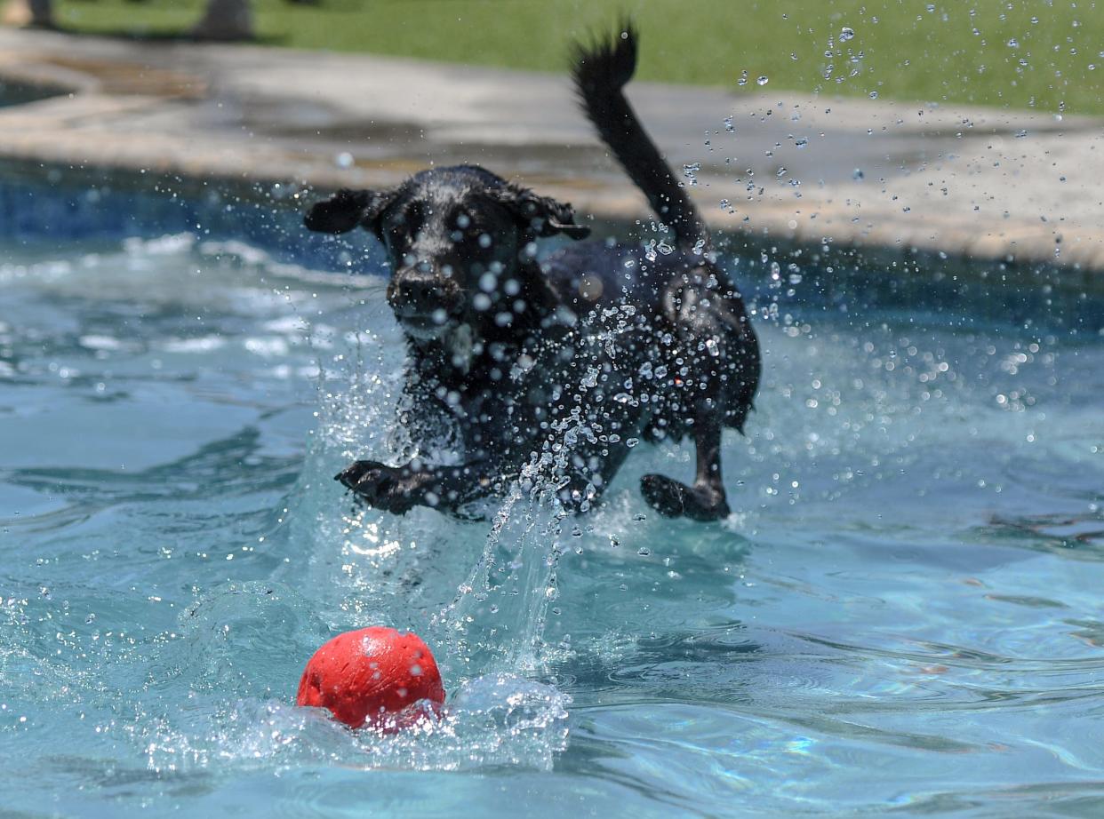 Chipper, a black Labrador retriever, jumps in to catch a toy during pool play time at Electric City Stay and Play in Anderson Monday, June 26, 2023. 