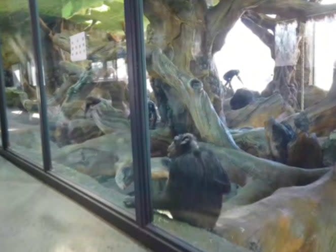 Chimpanzees in a glass-fronted enclosure after being exported from South Africa to a wildlife park in Beijing, China (Karl Ammann, 2019)