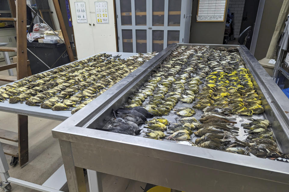 In this image provided by the Chicago Field Museum, the bodies of migrating birds are displayed, Thursday, Oct. 5, 2023, at the Chicago Field Museum, in Chicago. The birds were killed when they flew into the windows of the McCormick Place Lakeside Center, a Chicago exhibition hall, the night of Oct. 4-5. According to the Chicago Audubon Society, nearly 1,000 birds migrating south during the night grew confused by the exhibition center's lights and collided with the building. (Daryl Coldren/Chicago Field Museum via AP)