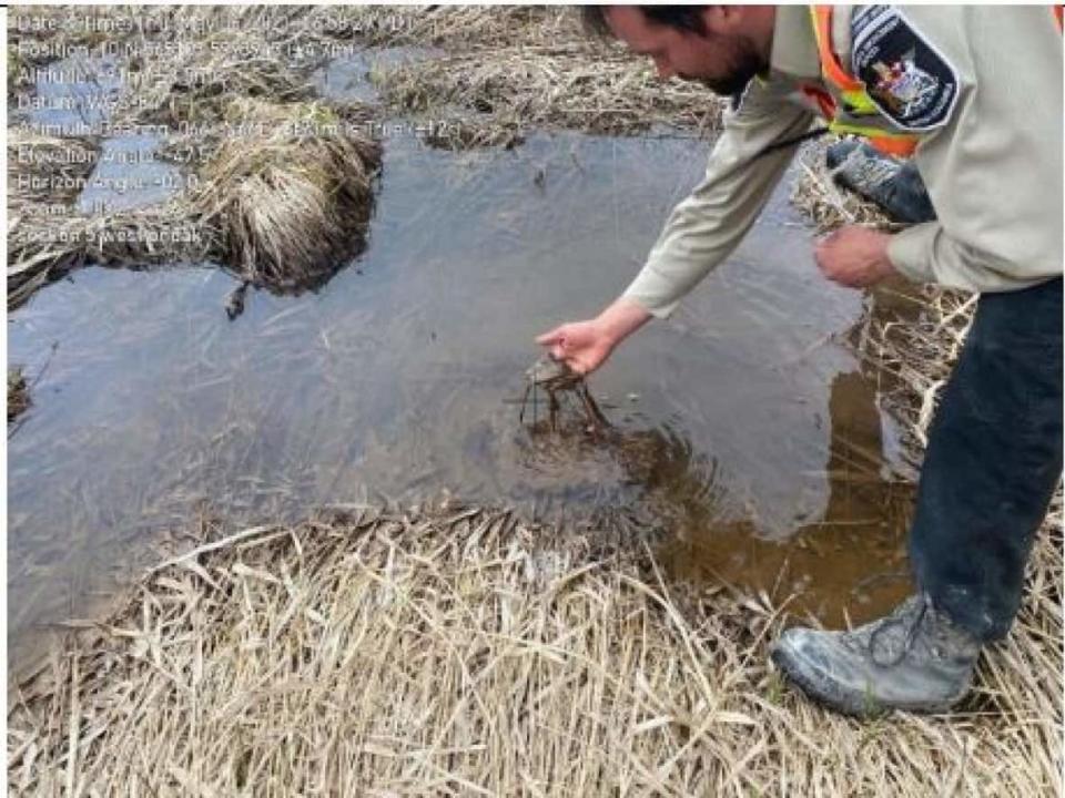 An environment official inspects sediment in water downstream from a Coastal GasLink pipeline crossing, in this photo from an inspection report from the B.C. Environmental Assessment Office. (B.C. Environmental Assessment Office - image credit)