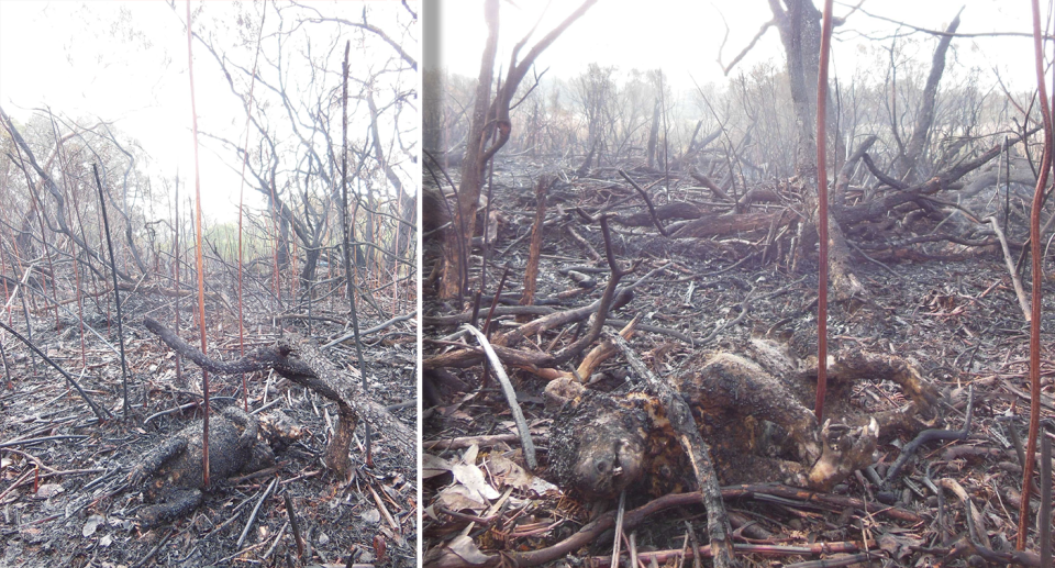 Two images of dead koalas in the Mount Richmond National Park.