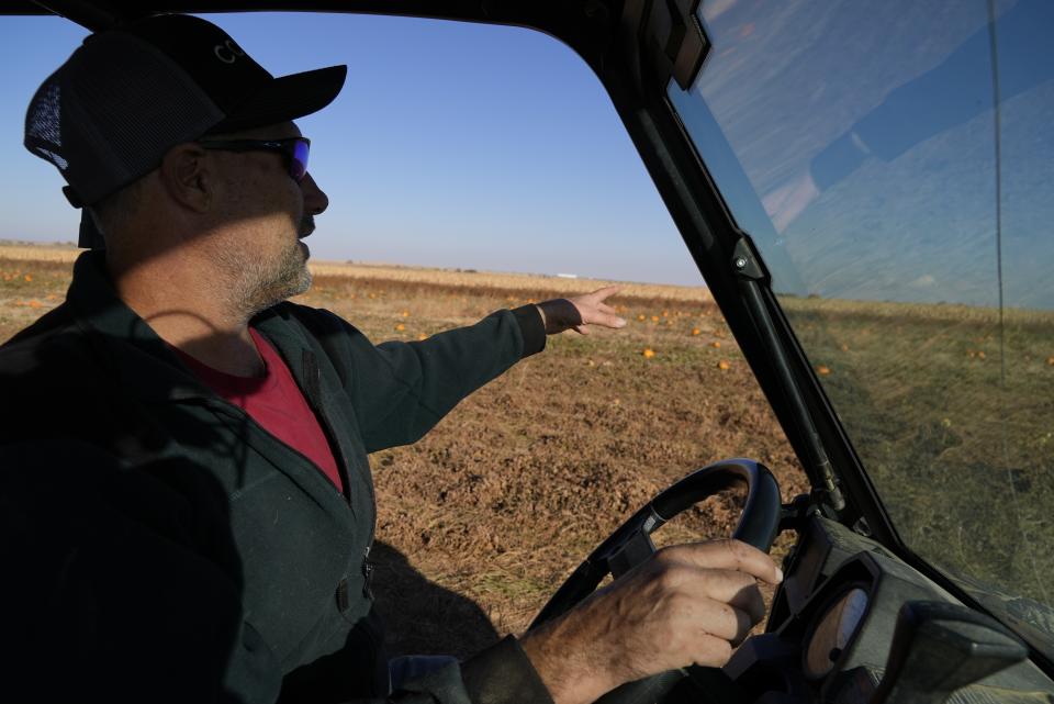 Alan Mazzotti drives through one of his pumpkin fields Oct. 26, 2023, in Hudson, Colo. For some pumpkin growers in states like Texas, New Mexico and Colorado, this year's pumpkin crop was a reminder of the water challenges hitting agriculture across the Southwest and West as human-caused climate change exacerbates drought and heat extremes. (AP Photo/Brittany Peterson)