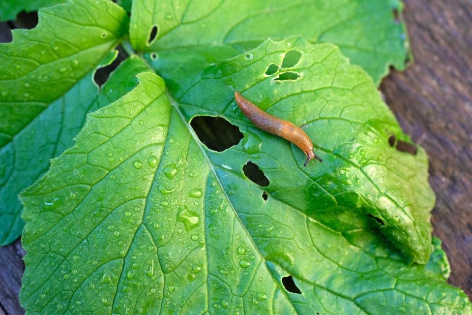 arion lusitanicus close up on damaged radish leaves brown slug on a green wet radish leaf top view