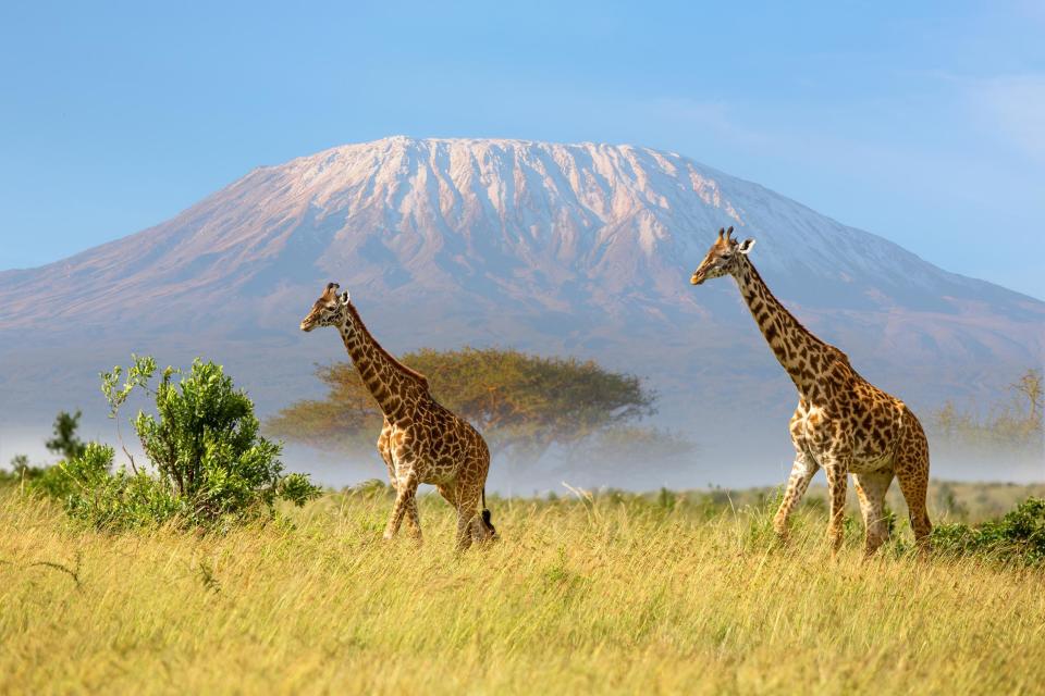 Giraffe che camminano davanti al Monte Kilimanjaro