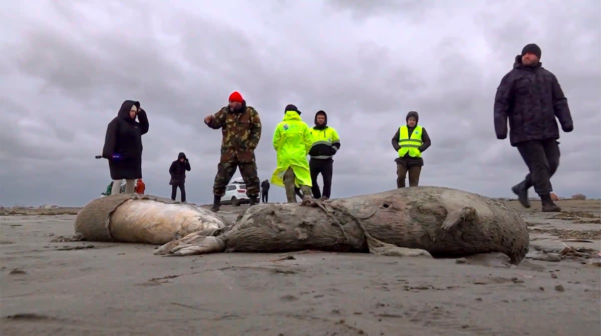 Journalists and Interdistrict Environmental Prosecutor's Office employees walk near the bodies of dead seals on shore of the Caspian Sea (RU-RTR Russian Television)