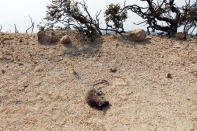 A dead rat is seen on a forestry road during the Soberanes Fire in the mountains above Carmel Highlands, California, U.S. July 28, 2016. REUTERS/Michael Fiala