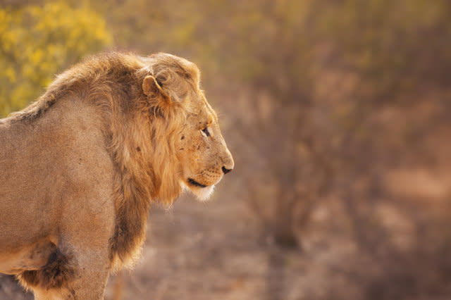 Lion in early morning sunlight in Kruger NP, South Africa