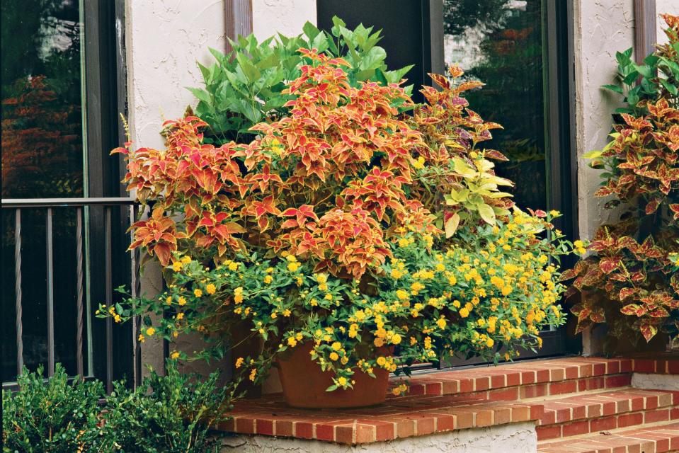 Coleus & Lantana